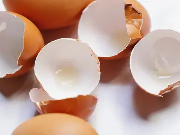 Plantean usar la membrana de huevo como material de regeneración ósea Plantean usar la membrana de huevo como material de regeneración ósea