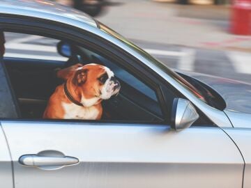 La norma exige más seguridad para las mascotas en el coche