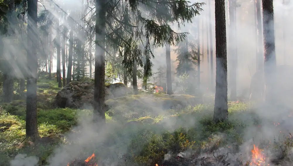 Segundo peor año en incendios forestales según la UE