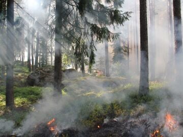 Segundo peor año en incendios forestales según la UE