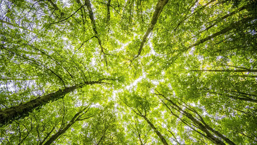 Cuidado de bosques con sello FSC
