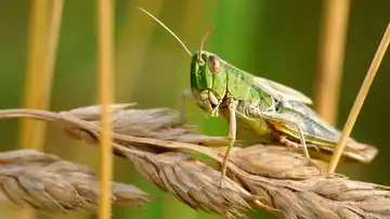 Saltamontes en extinción