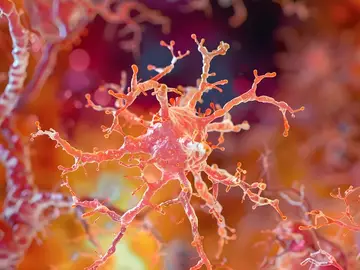 Con forma de estrella (a lo que deben su nombre), los astrocitos son el tipo de células más abundantes en el cerebro Con forma de estrella (a lo que deben su nombre), los astrocitos son el tipo de células más abundantes en el cerebro