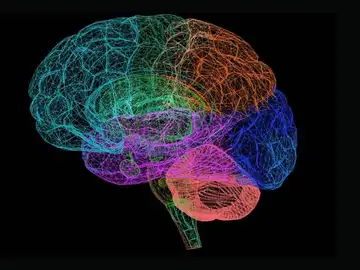 Imagen de un cerebro Imagen de un cerebro
