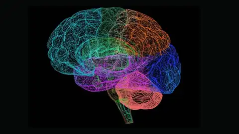 cerebro cerebro