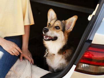 Viajar con mascotas sigue siendo difícil en el 70 % de las áreas de servicio