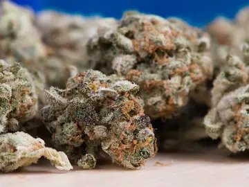 ¿En qué dolencias funciona el cannabis medicinal y en cuáles no? Una revisión de 2.500 estudios lo aclara ¿En qué dolencias funciona el cannabis medicinal y en cuáles no? Una revisión de 2.500 estudios lo aclara