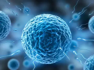 El novedoso estudio sobre el semen humano descubre la variedad de compuestos químicos que afectan a su capacidad de reproducción El novedoso estudio sobre el semen humano descubre la variedad de compuestos químicos que afectan a su capacidad de reproducción