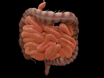 Inflamación, estrógenos y microbiota; el triángulo que condiciona el bienestar femenino Inflamación, estrógenos y microbiota; el triángulo que condiciona el bienestar femenino