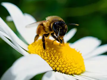 Los expertos alertan que España vivirá una primavera de alergias récord por el clima y la polución Los expertos alertan que España vivirá una primavera de alergias récord por el clima y la polución