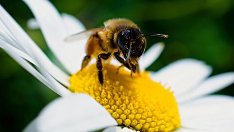 Los expertos alertan que España vivirá una primavera de alergias récord por el clima y la polución