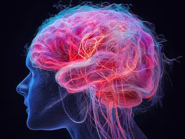 Descubren un hallazgo genético que demuestra que las neuronas pueden cambiar de identidad Descubren un hallazgo genético que demuestra que las neuronas pueden cambiar de identidad