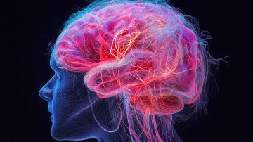 Descubren un hallazgo gen&eacute;tico que demuestra que las neuronas pueden cambiar de identidad