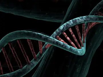 El genoma completo permite identificar nuevas variantes clave para mejorar el diagnóstico precoz de enfermedades y avanzar hacia una medicina más personalizada El genoma completo permite identificar nuevas variantes clave para mejorar el diagnóstico precoz de enfermedades y avanzar hacia una medicina más personalizada