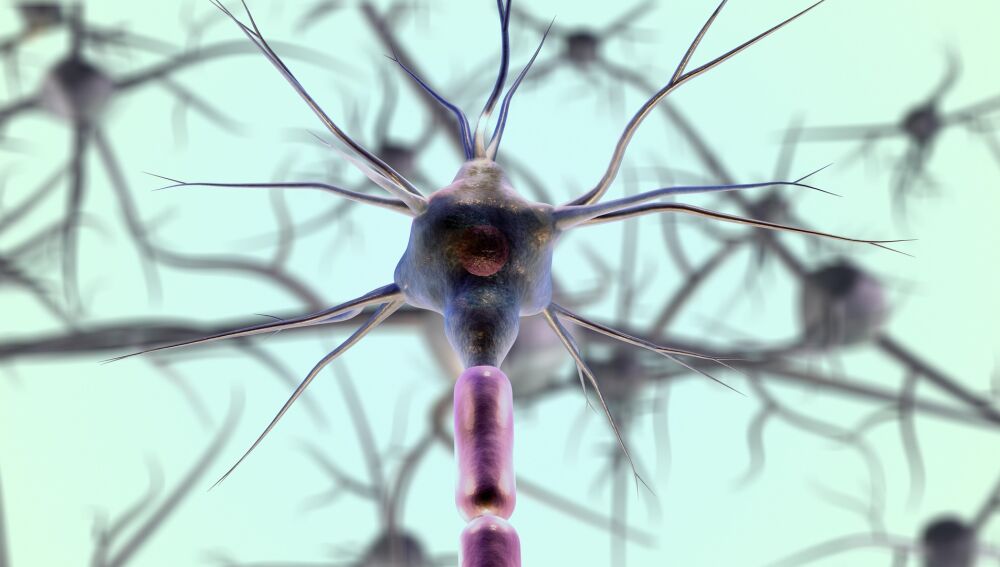 Neuronas 