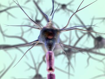 Descubren c&oacute;mo el cerebro elige qu&eacute; recuerdos guardar mientras dormimos