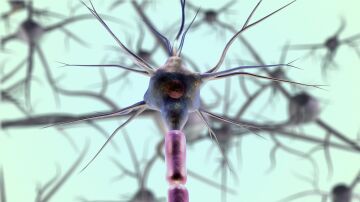 Descubren c&oacute;mo el cerebro elige qu&eacute; recuerdos guardar mientras dormimos